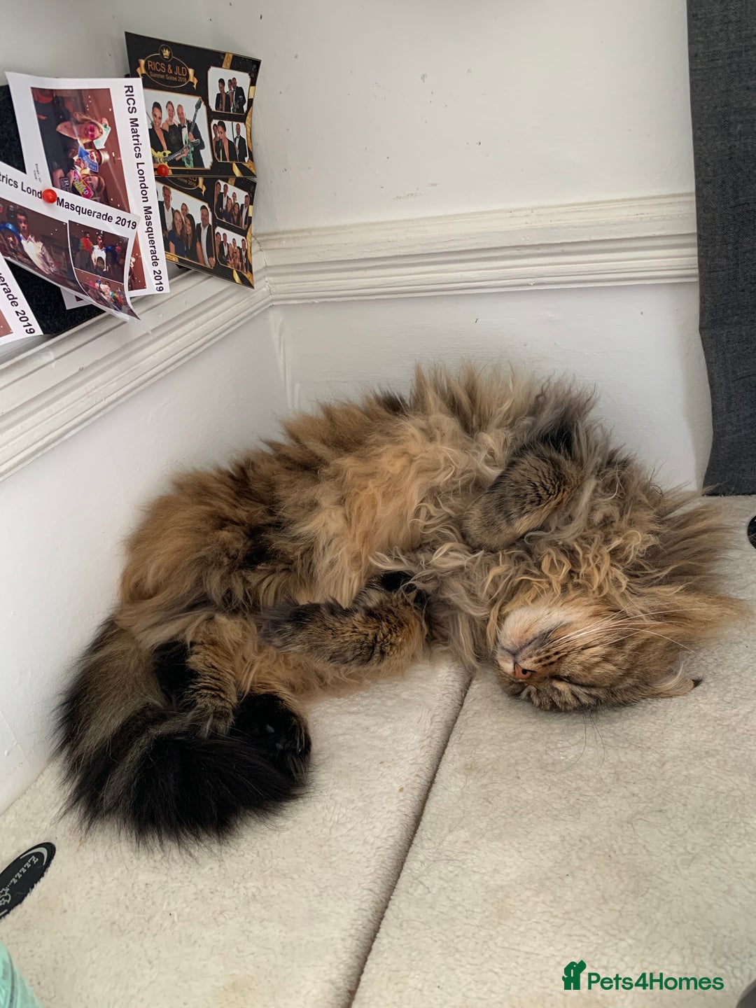 Maine Coon cats for sale: 11 year old Maine coon girl for rehome - Image 12