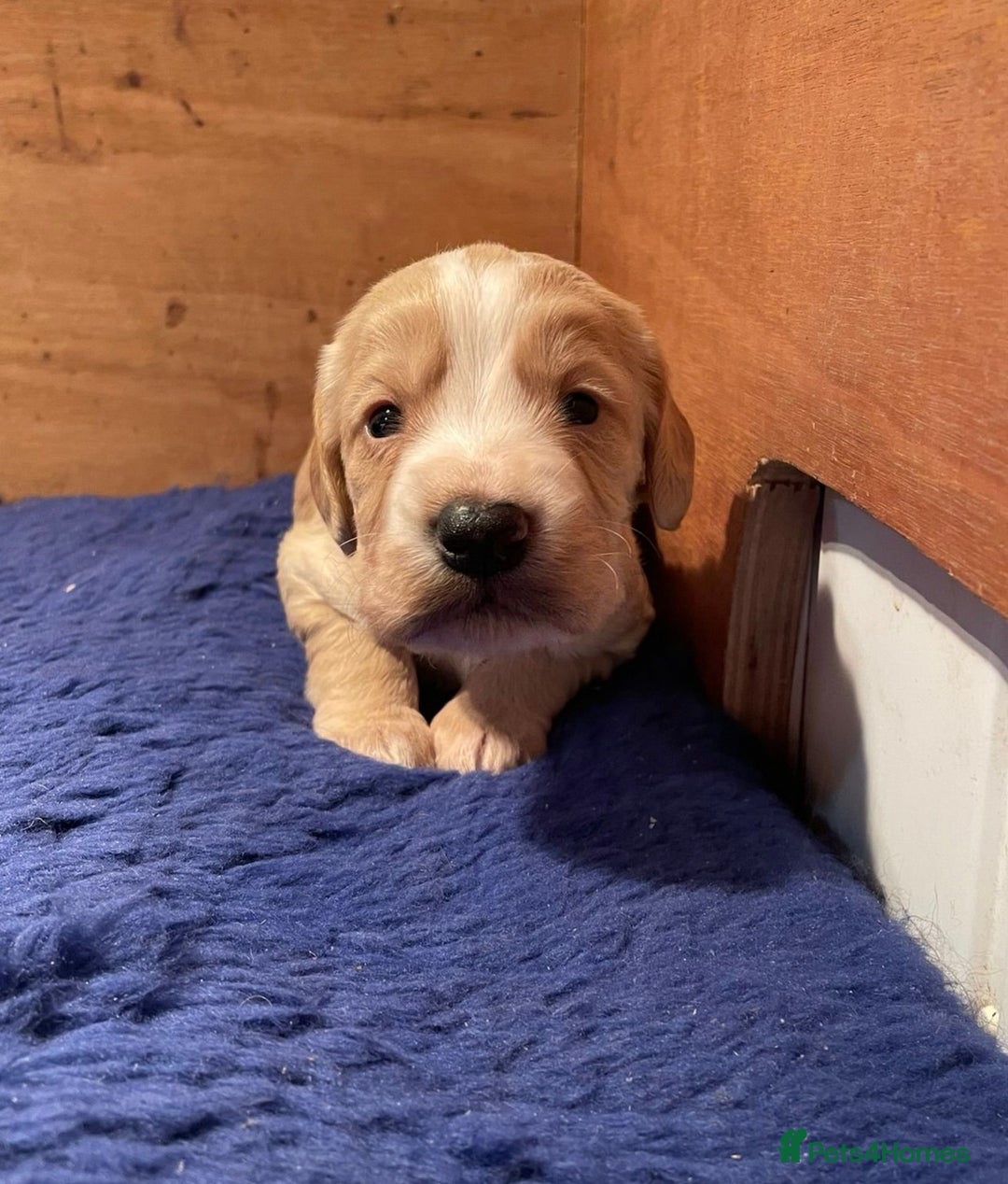Cockerdor dogs for sale: Adorable Cockerdor pups - Advert 4