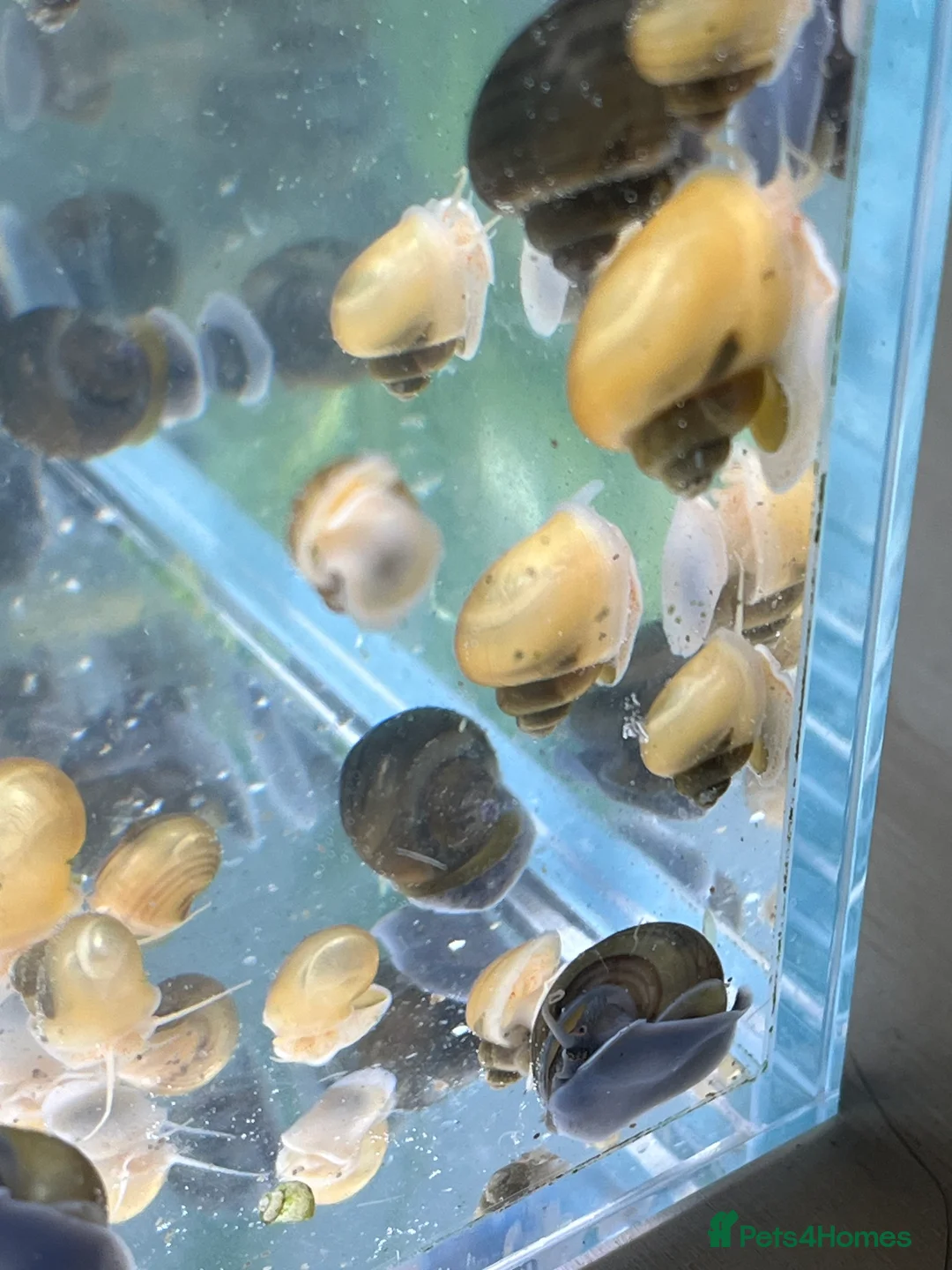 Snails invertebrates for sale: Mystery Snails - Advert 8