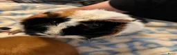 Guinea Pig rodents for sale: Two male guinea pigs two years old - Advert 2