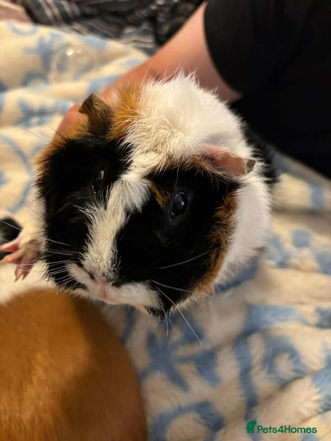Guinea Pig rodents for sale: Two male guinea pigs two years old - Advert 2