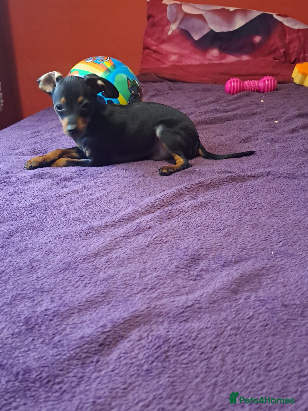 Miniature Pinscher dogs for sale: Miniature Pinscher Puppies 🐾   - Advert 9