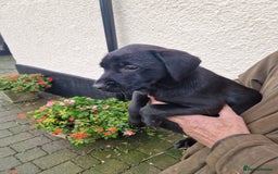 Labrador Retriever dogs for sale: Black and Gold Labrador Pups - Image 10
