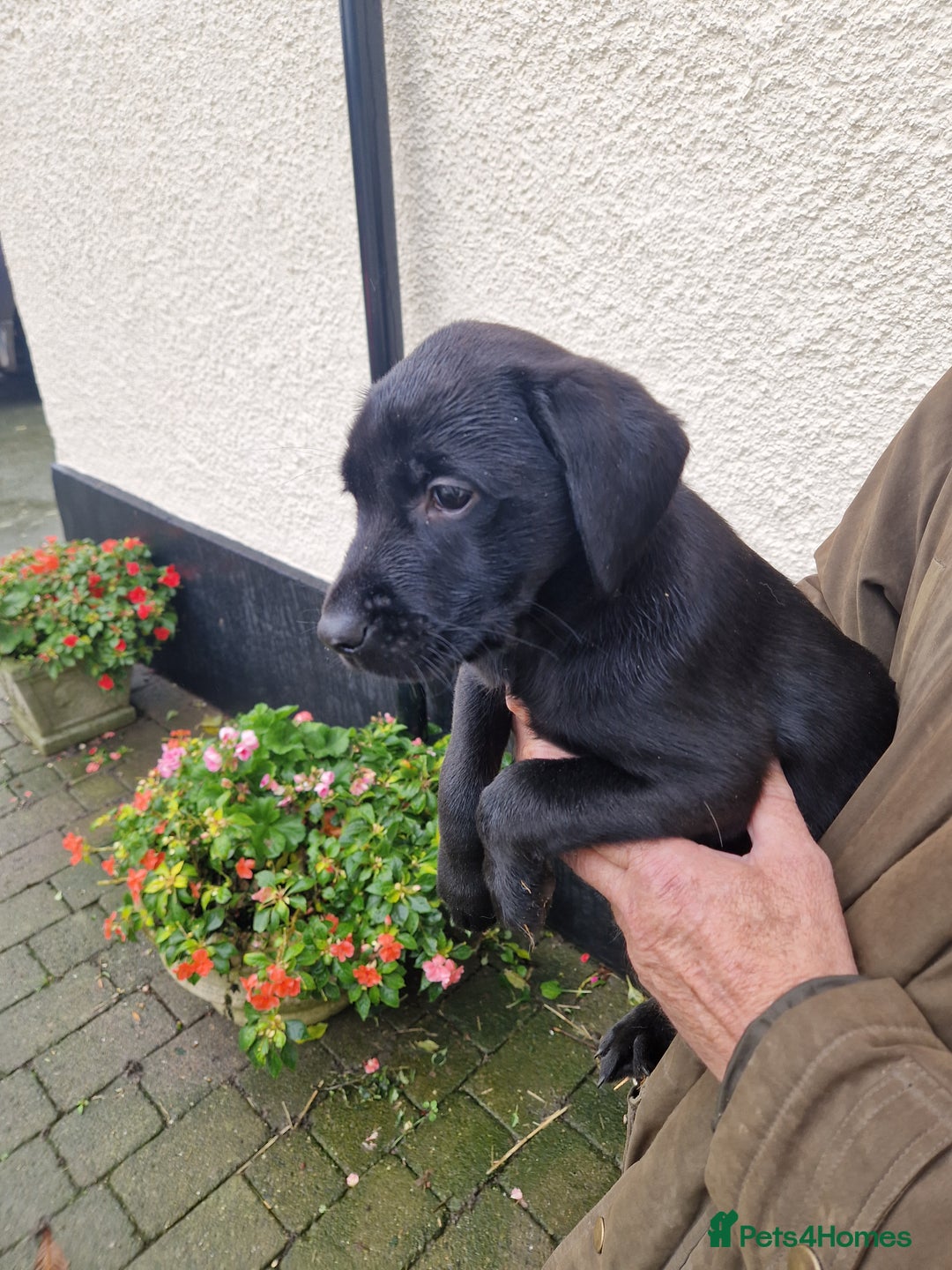 Labrador Retriever dogs for sale: Black and Gold Labrador Pups - Image 10