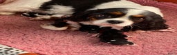 Cavalier King Charles Spaniel dogs for sale: Cavalier Puppies - Advert 1