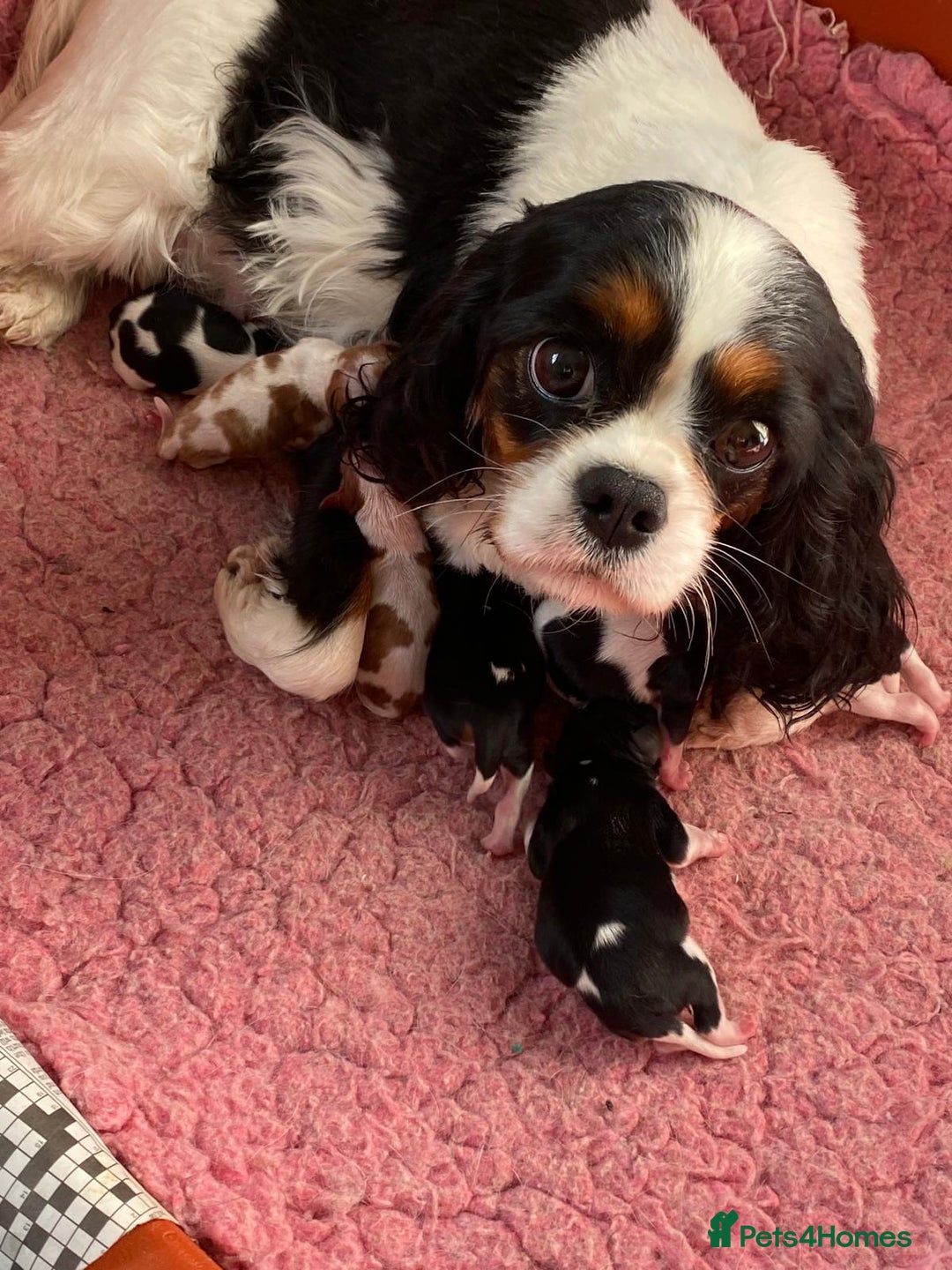 Cavalier King Charles Spaniel dogs for sale: Cavalier Puppies - Advert 1