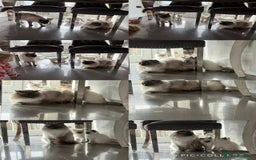 Ragdoll cats for sale: Beautiful ragdoll kittens  - Image 17