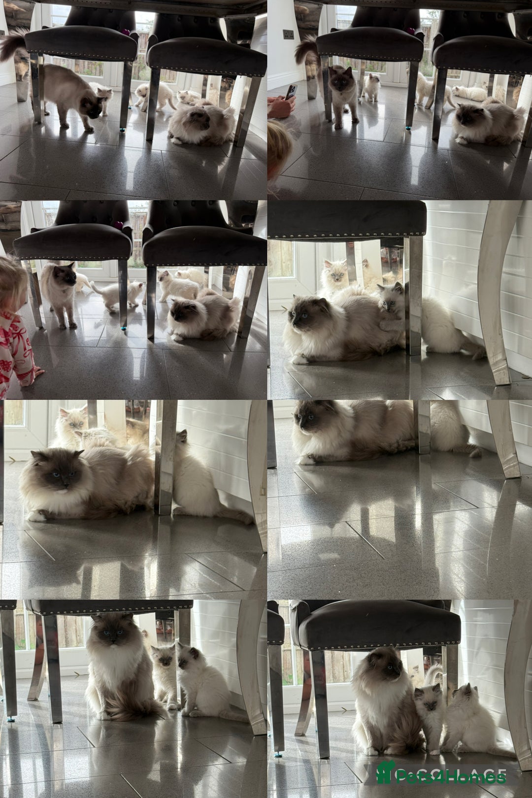 Ragdoll cats for sale: Beautiful ragdoll kittens  - Image 17