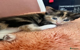 Mixed Breed cats for sale: Adorable Kittens Looking for Loving Homes 🐾 - Image 8
