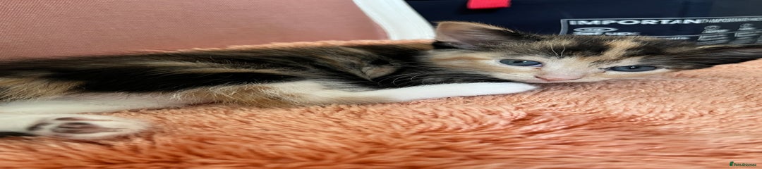 Mixed Breed Kitten 2