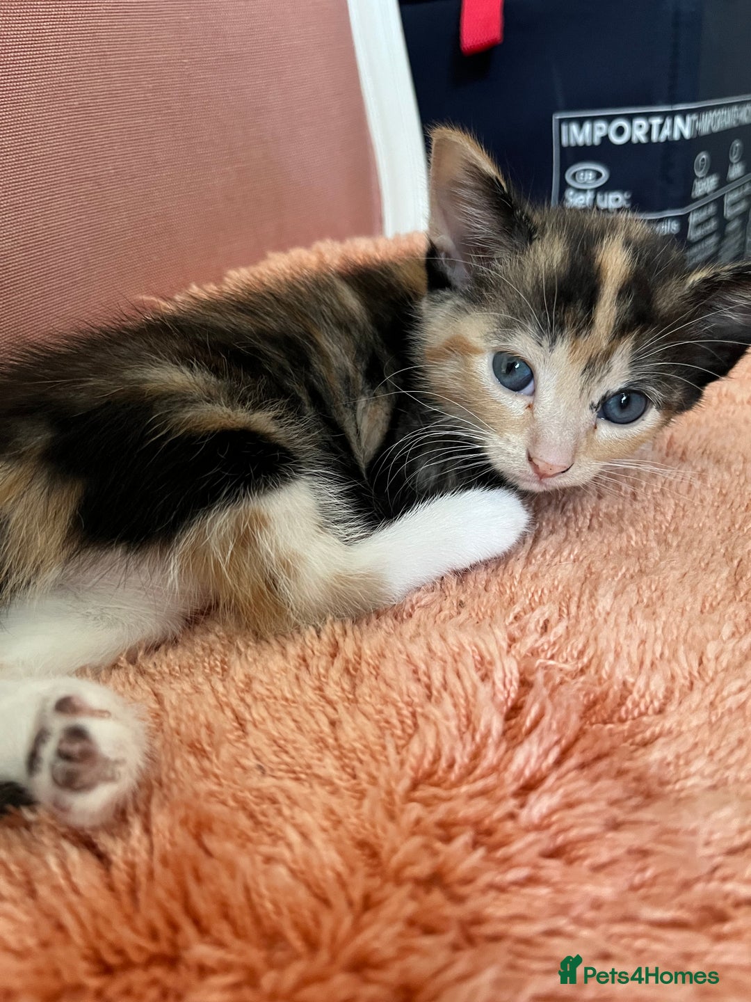 Mixed Breed cats for sale: Adorable Kittens Looking for Loving Homes 🐾 - Image 8
