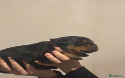 Rottweiler dogs for sale: Rottweiler puppies - Image 28