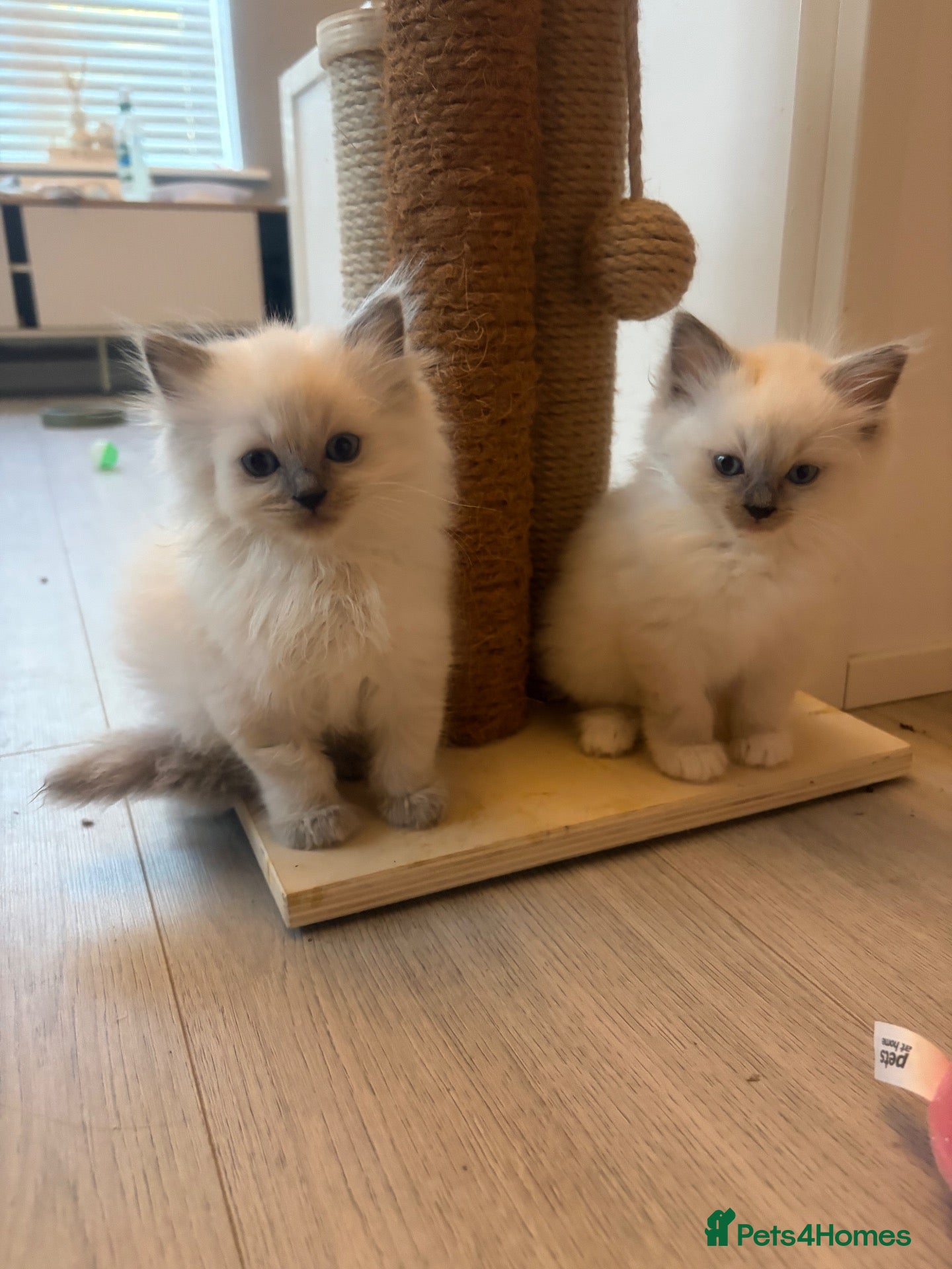 Ragdoll cats 🏆grand champion bloodline gccf  🏆🏆 - Advert 5