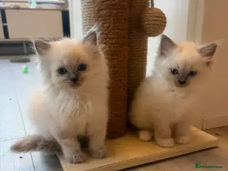 Ragdoll cats 🏆grand champion bloodline gccf 🏆🏆 - Advert 5