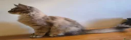 Maine Coon cats for sale: 😻 Blue Tabby Maine Coon XXL Russian Line Female  - Advert 11