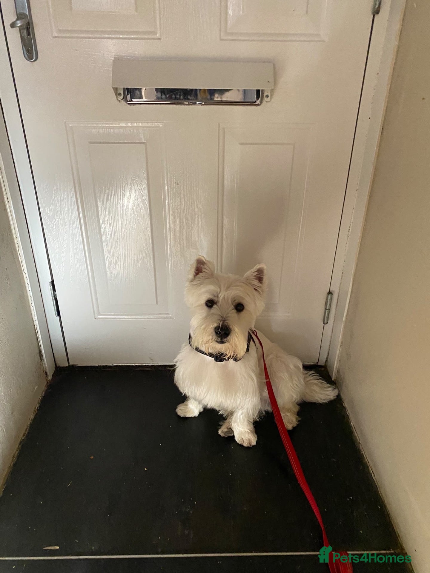 West Highland Terrier dogs for stud: West Highland Terrier Boy Available for Stud - Advert 1