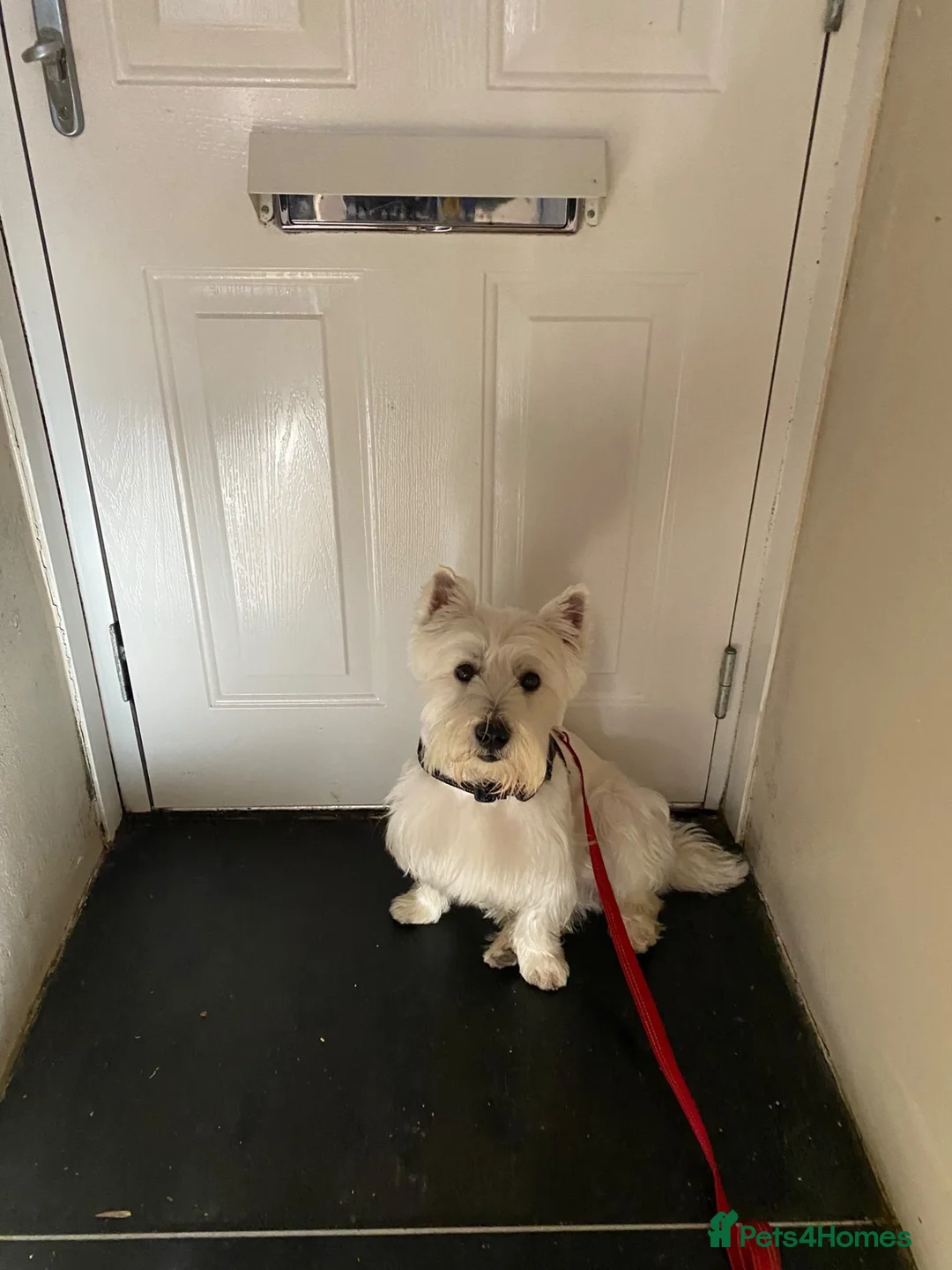 West Highland Terrier dogs for stud: West Highland Terrier Boy Available for Stud in London - Advert 1