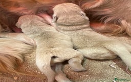 Golden Retriever dogs for sale: 5 outstanding KC golden retriever puppies  - Image 13