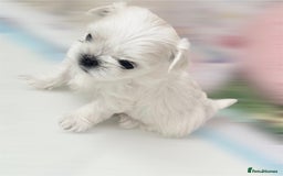 Maltese dogs for sale: 🌟Stunning Tiny Korean Maltese KC Reg🌟 - Advert 23