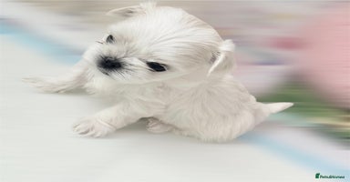 Maltese dogs - Advert 13