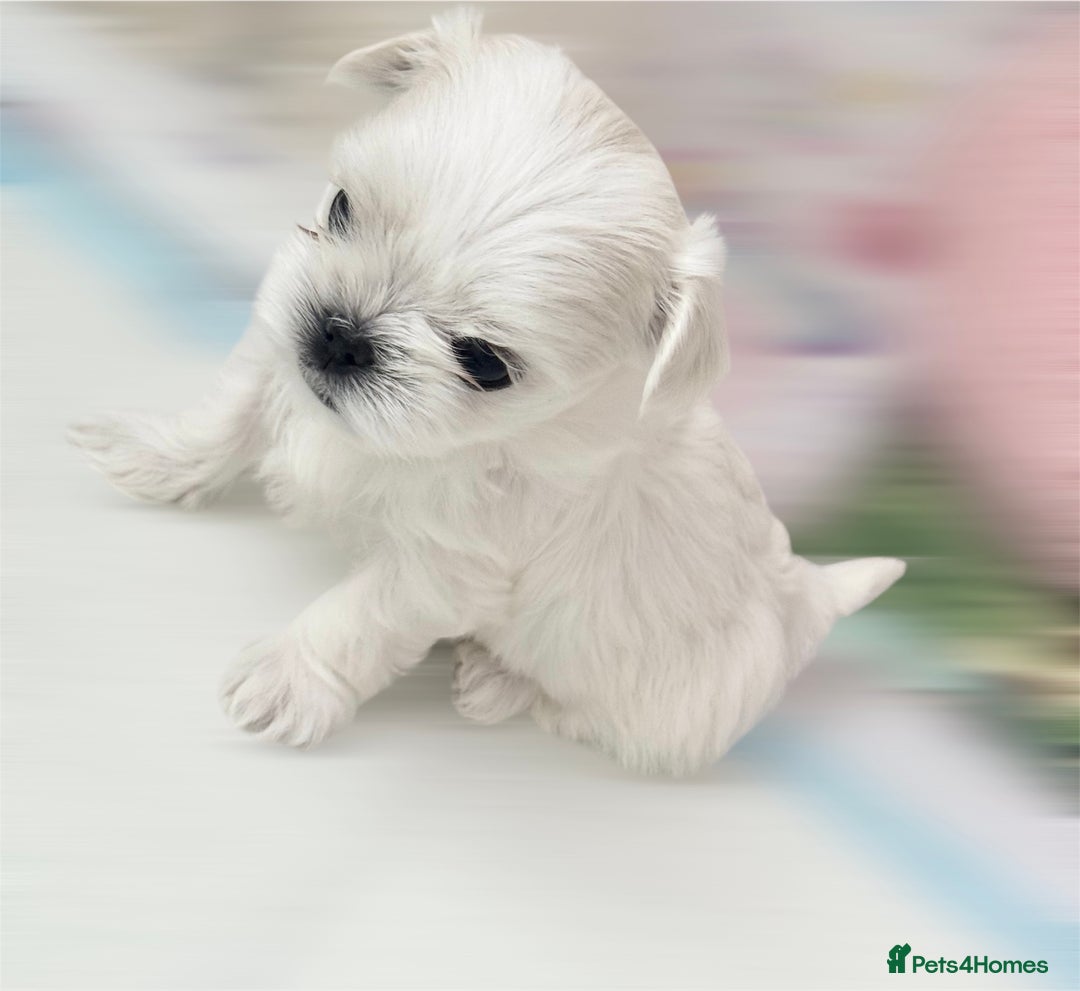 Maltese dogs for sale: 🌟Stunning Tiny Korean Maltese KC Reg🌟 - Advert 23