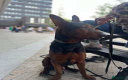 Chinese Red Dog dogs for sale: TodDaniels - Advert 5