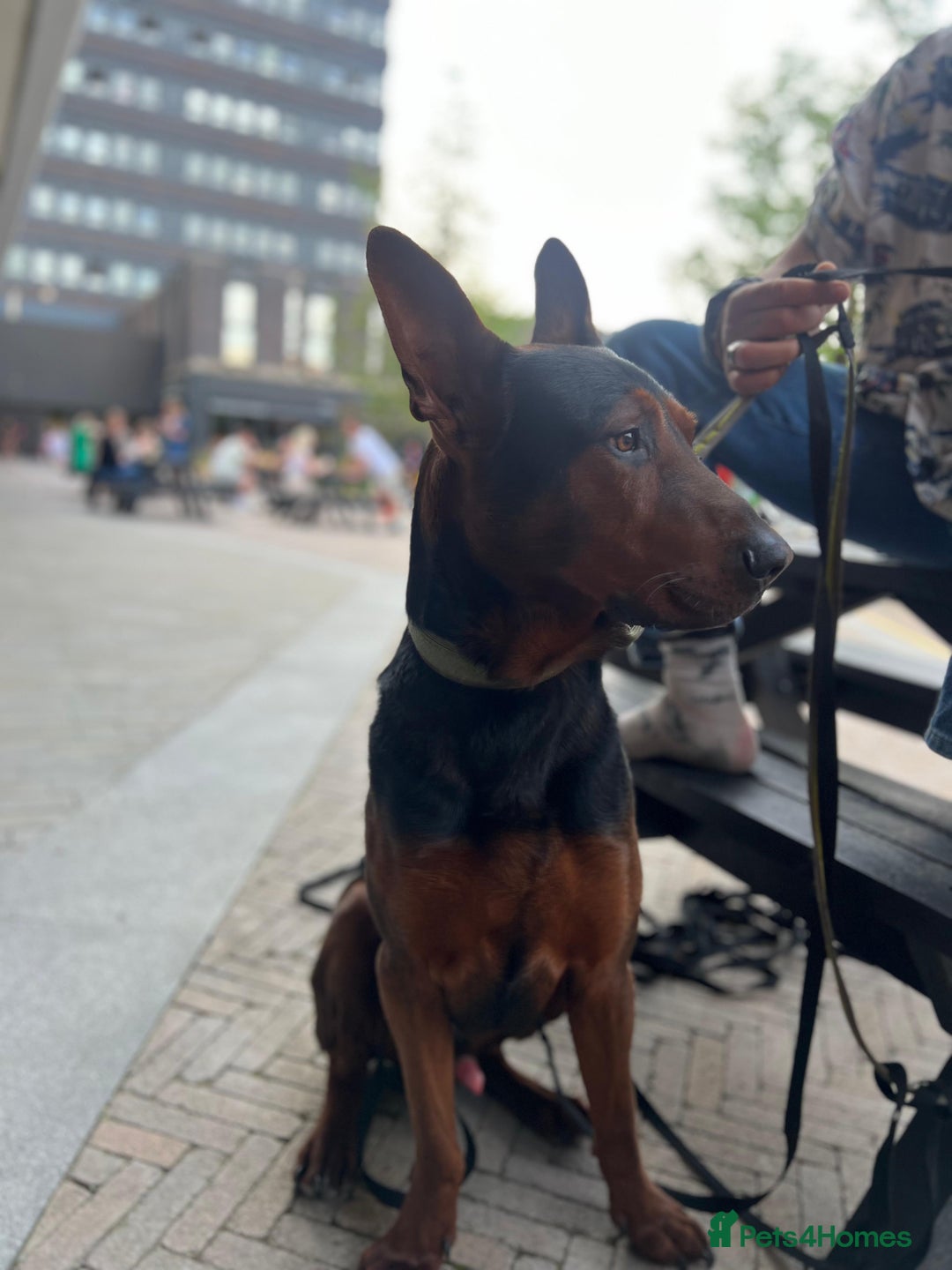 Chinese Red Dog dogs for sale: TodDaniels - Advert 5