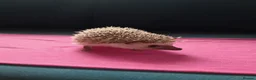 Pygmy Hedgehog rodents for sale: Baby African pygmy hedgehogs for sale  in Leicester - Advert 7
