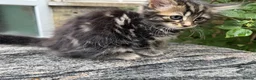 Maine Coon cats for sale: Maine Coon Bengal Cross Kittens - Advert 25