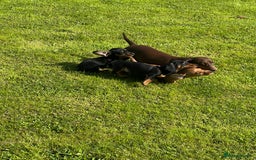 Miniature Dachshund dogs for sale: Miniature dachshund puppies - Image 13