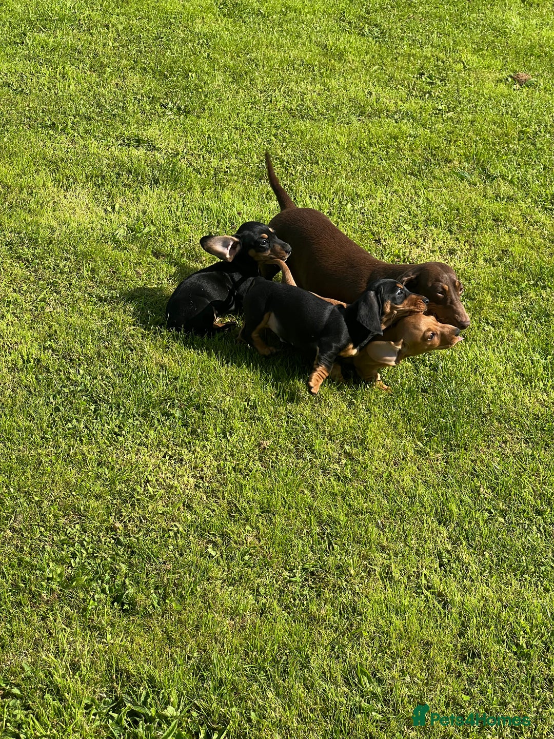 Miniature Dachshund dogs for sale: Miniature dachshund puppies - Image 13