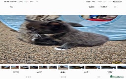Bengal cats for sale: Bengala - Image 16