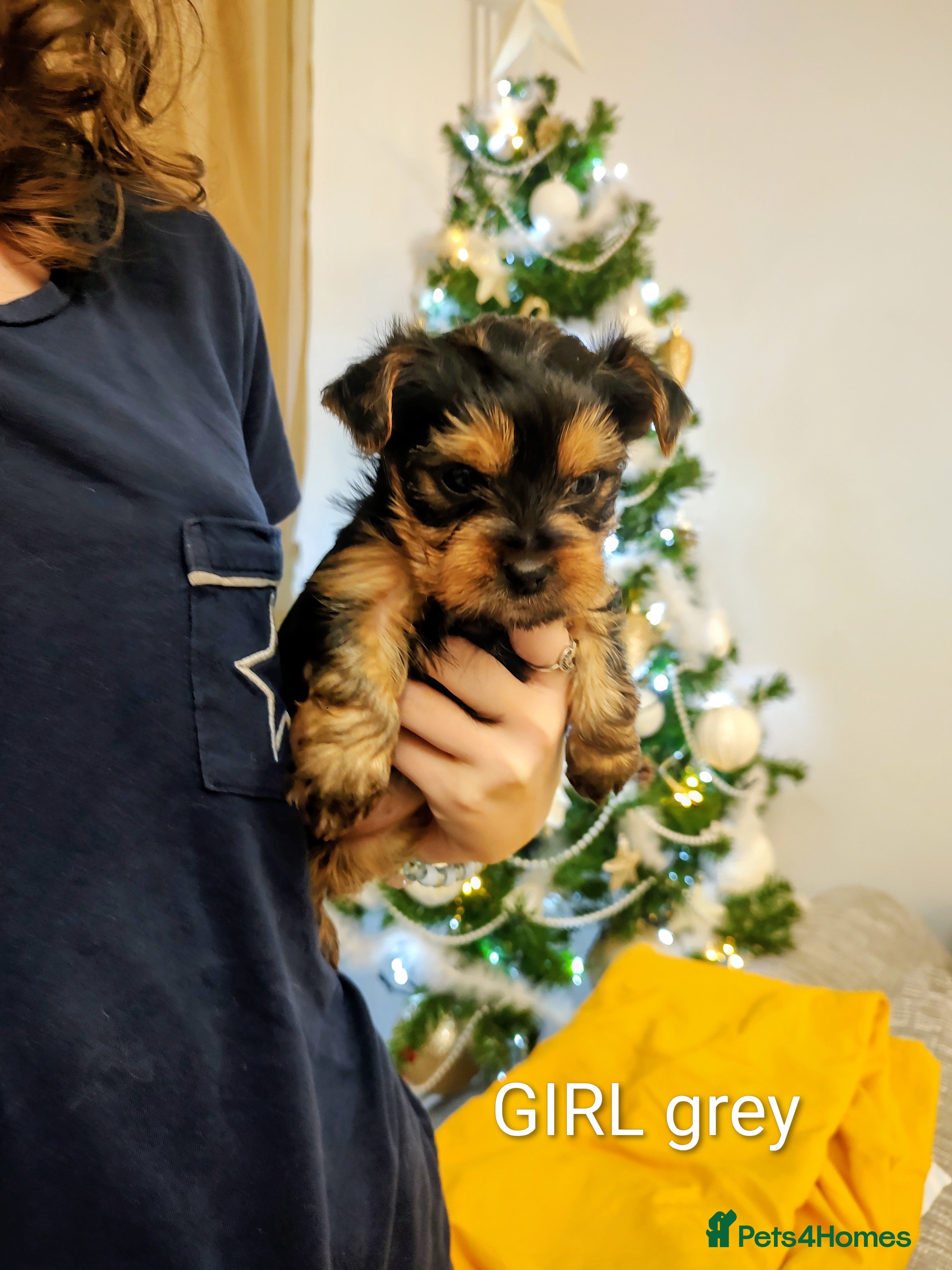 Yorkshire Terrier dogs Adorable Mini Yorkshire Terrier Puppies - Advert 8