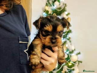 Yorkshire Terrier dogs Adorable Mini Yorkshire Terrier Puppies - Advert 8