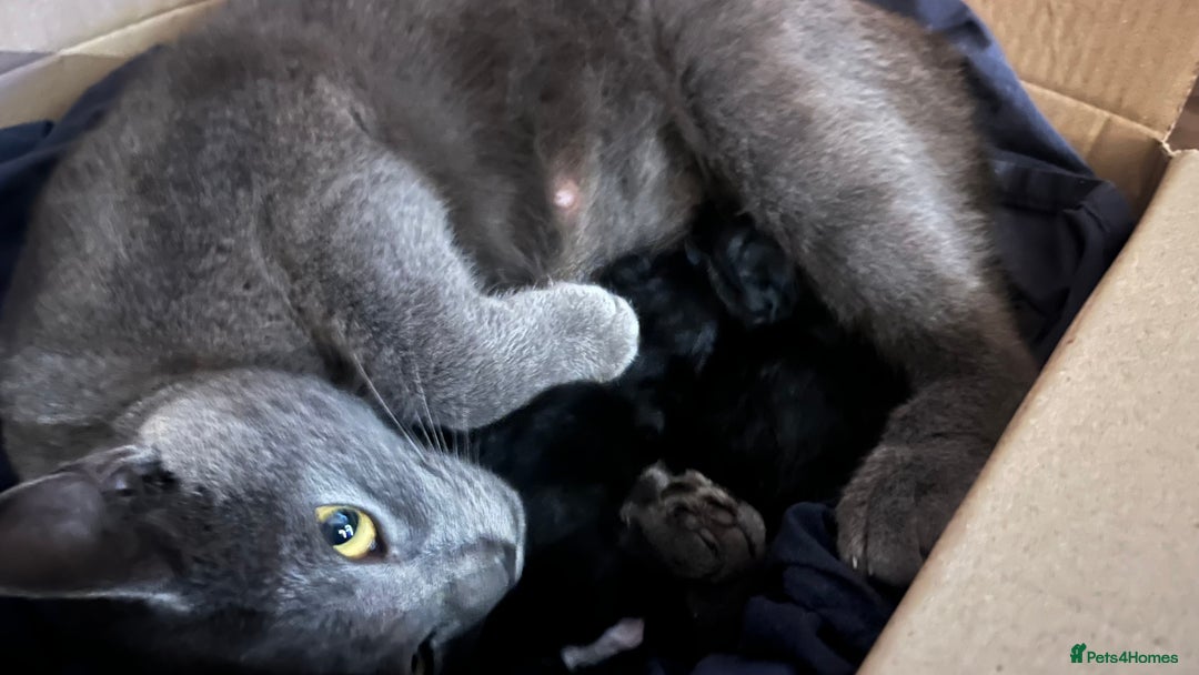 Mixed Breed cats for sale: Beautiful loving cat  - Advert 5