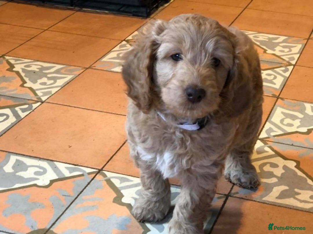 Poodle dogs for stud: AT STUD MINIATURE POODLE JESSE 9 clear DNA tests in High Wycombe - Image 10
