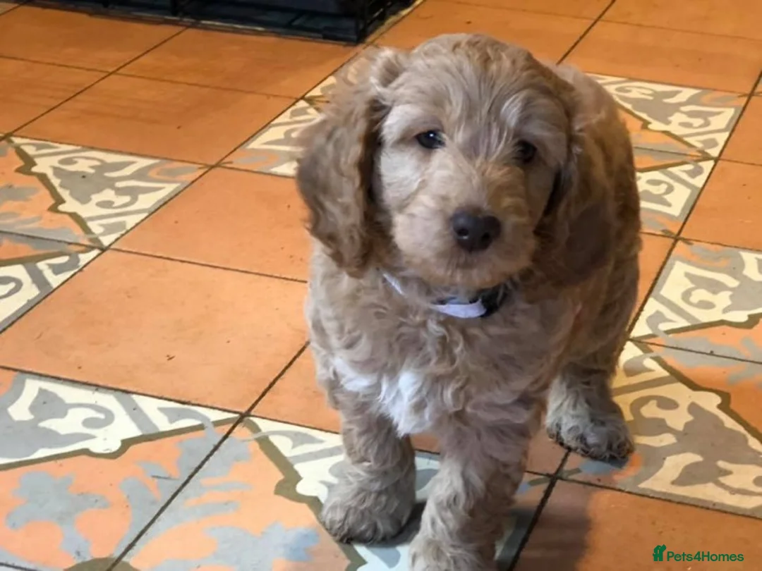 Poodle dogs for stud: AT STUD MINIATURE POODLE JESSE 9 clear DNA tests in High Wycombe - Advert 10