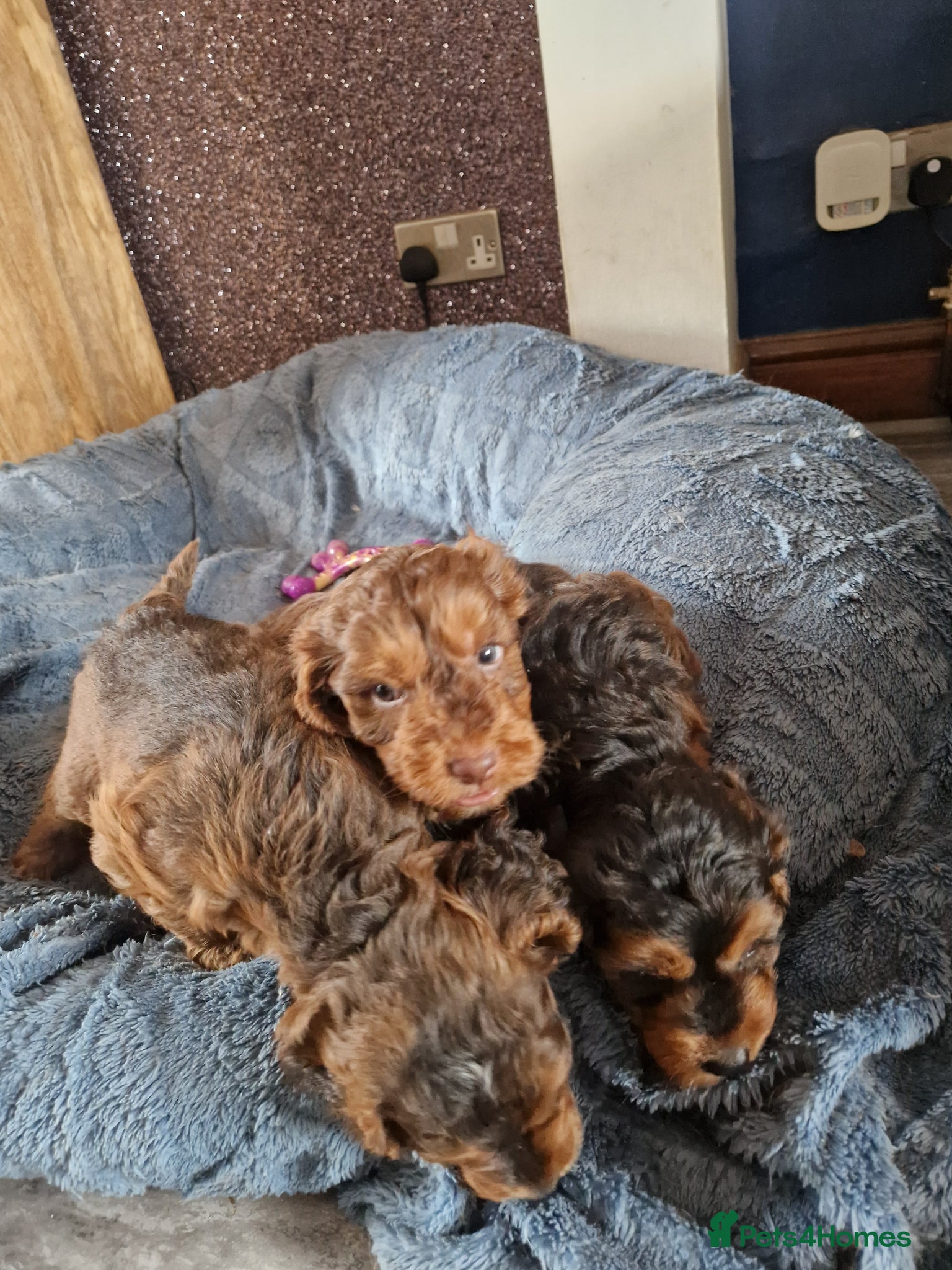 Cockapoo dogs for sale: RED AND SABLE F1 COCKAPOOS FOR SALE - Advert 12