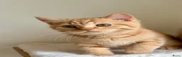 British Shorthair cats for sale: Last boy cute and playful TICA registered  - Advert 21