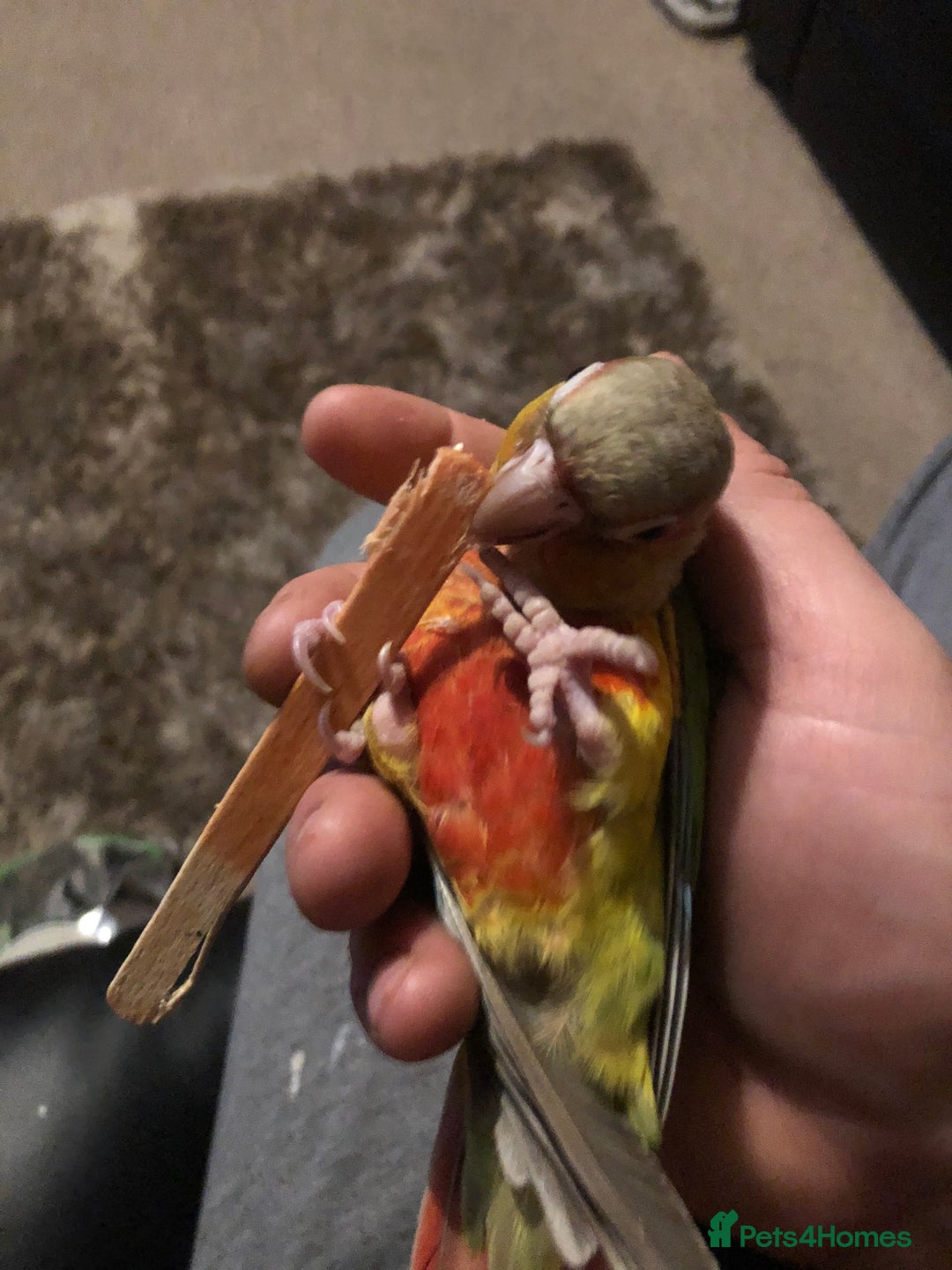 Conures birds for sale: Pineapple conure  - Image 4