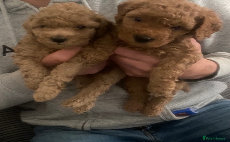 Cavapoo dogs - Advert 4