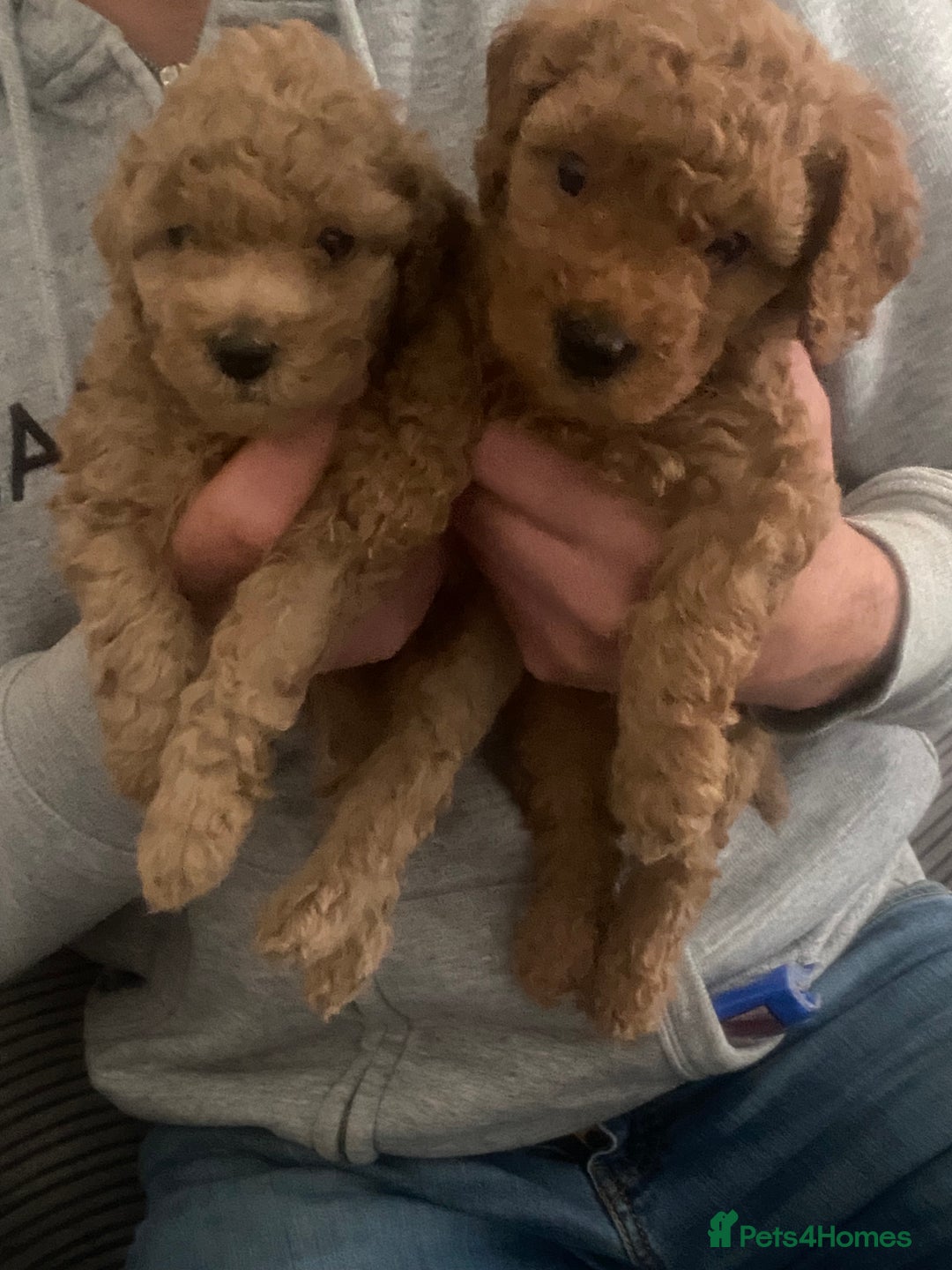Cavapoo dogs for sale: Cavapoo puppy ready 21st October 1 girl left  - Advert 15