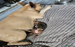 French Bulldog dogs for sale: Gorgeous french bulldogs - Image 24