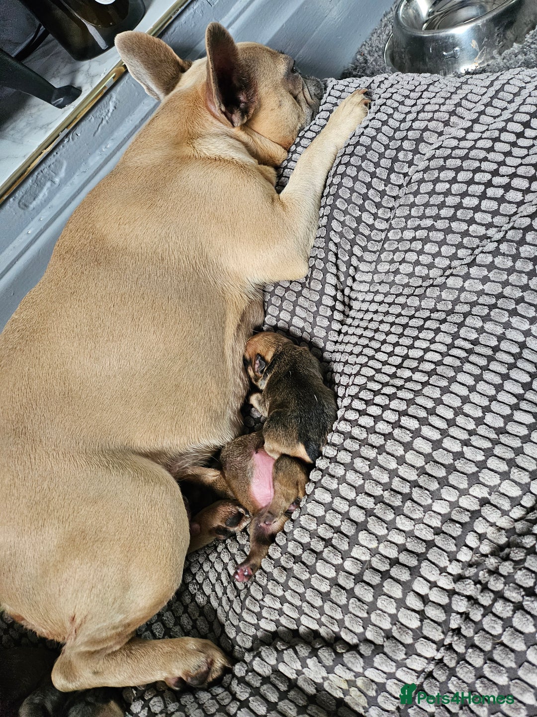 French Bulldog dogs for sale: Gorgeous french bulldogs - Image 24