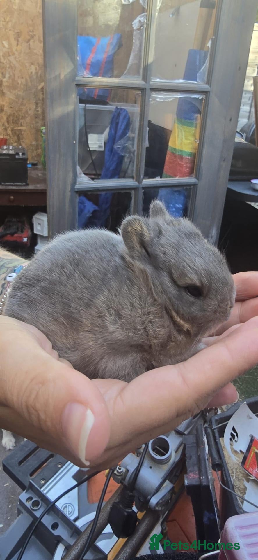 Netherland Dwarf rabbits Female Netherland dwarf - Advert 12