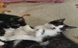 Mixed Breed cats for sale: 2 adorable tuxedo kittens - Image 6