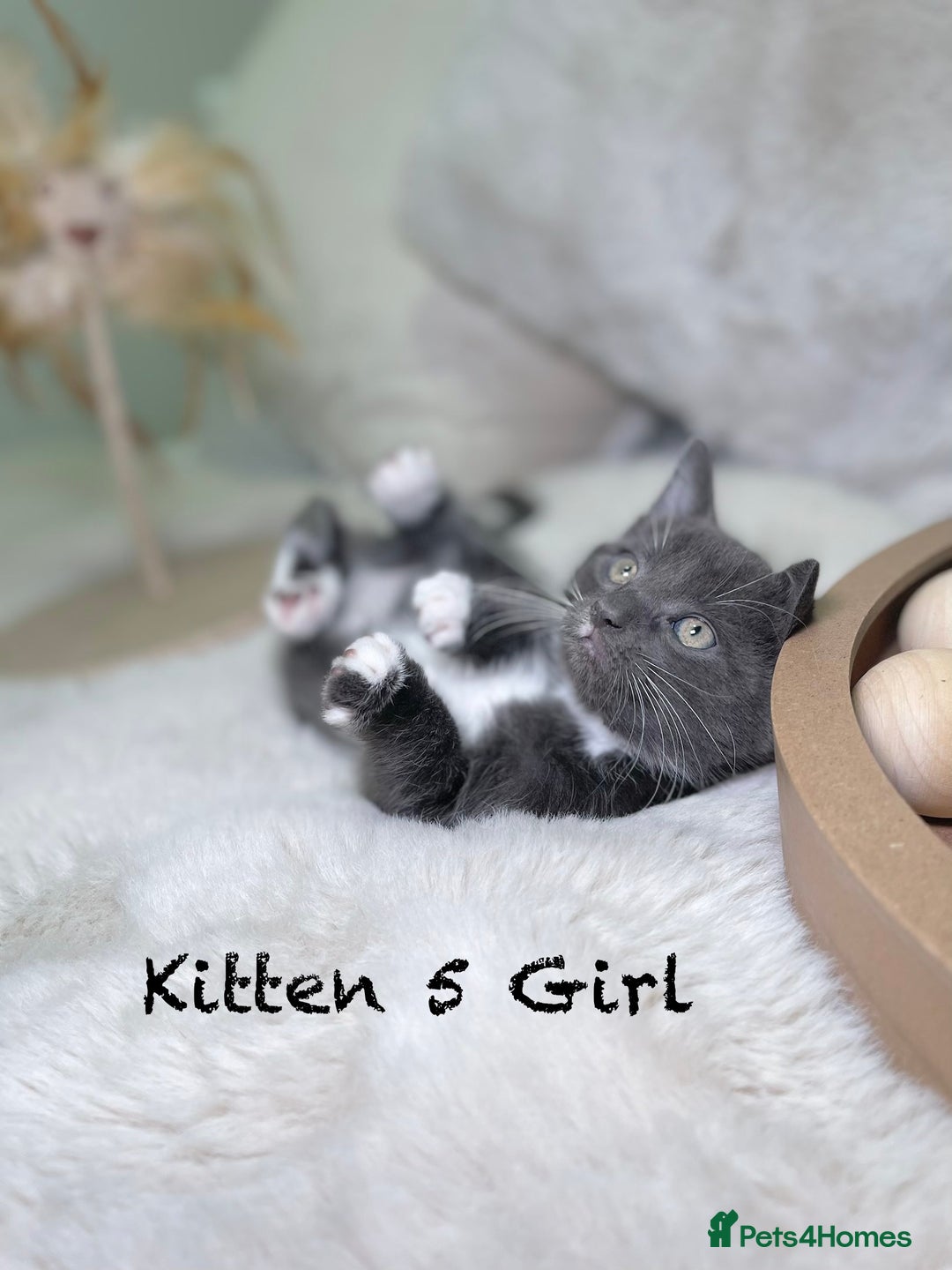 Mixed Breed cats for sale: Stunning kittens ready now  - Advert 26