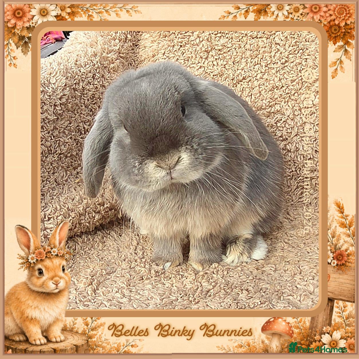 Mini Lop rabbits 🌷Storm🌷20mth old Mini Lop Boy - Advert 1