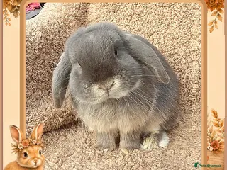 Mini Lop rabbits 🌷Storm🌷20mth old Mini Lop Boy - Advert 1