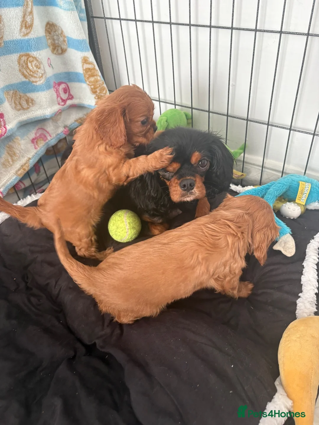 Cavalier King Charles Spaniel dogs for sale: Kc reg ruby girls  - Advert 2